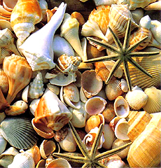 Home Page Image
